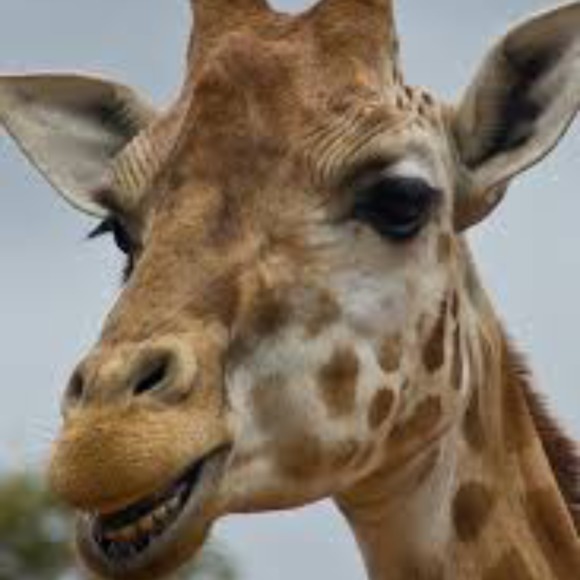 smilinggiraffe
